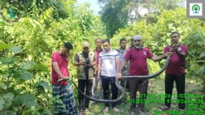 টেকনাফে বসতঘর থেকে উদ্ধার কিং কোবরা, জাহাজপুরায় বনে অবমুক্ত